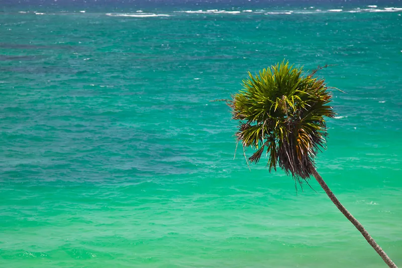 Palmera sobre el mar Caribe turquesa en Tulum