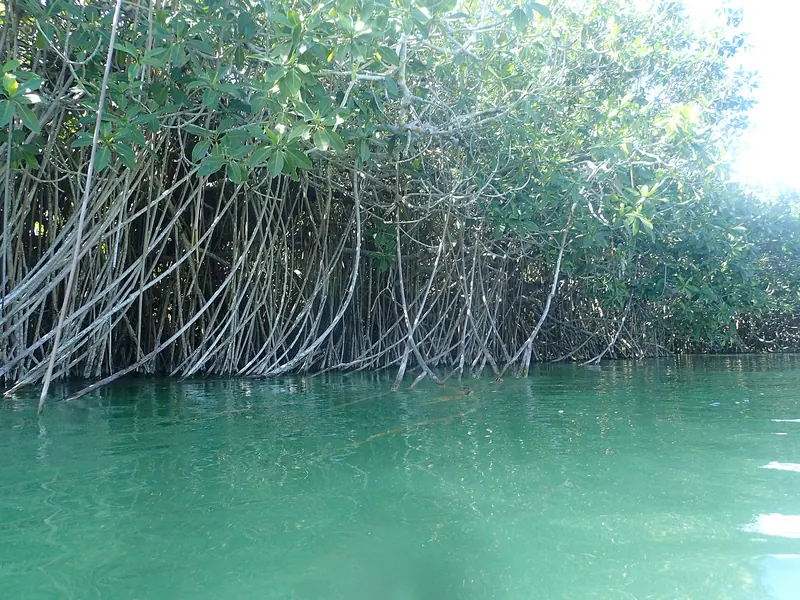 Raíces de manglar reflejadas en agua verde clara