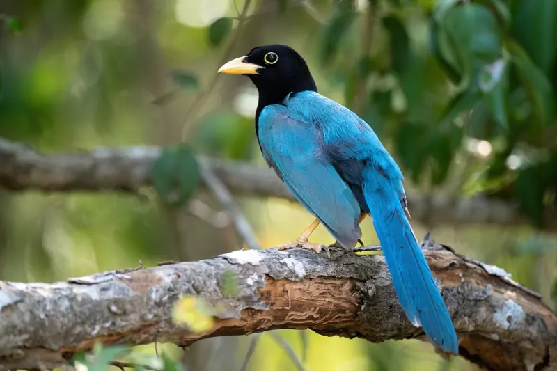 Chara yucateca posada en una rama