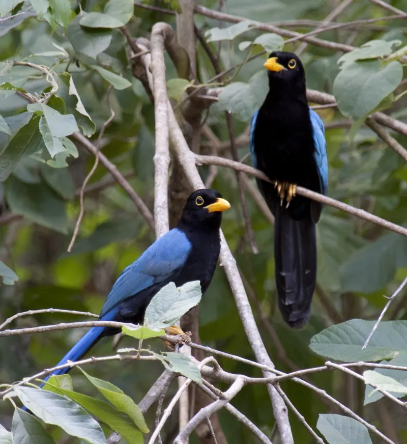 Dos charas yucatecas de plumaje azul y negro en una rama