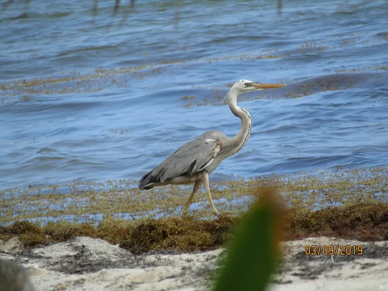 Garza gris caminando en la orilla del agua en Quintana Roo