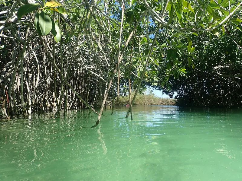 Manglar de agua verde clara en la región de Sian Ka'an