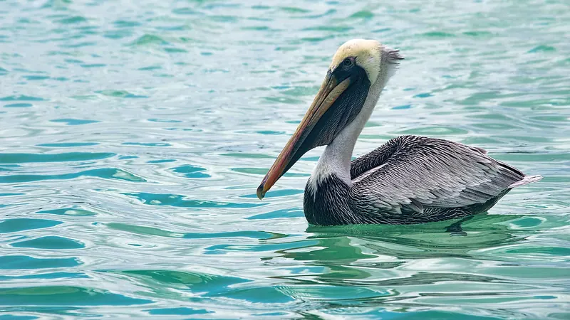 Pelícano pardo flotando en el agua clara de la Laguna de Kaan Luum